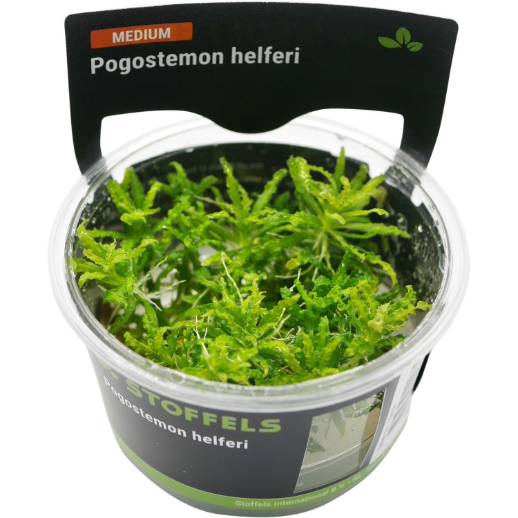 Planta acvariu Stoffels Pogostemon Helferi in vitro - imagine 4